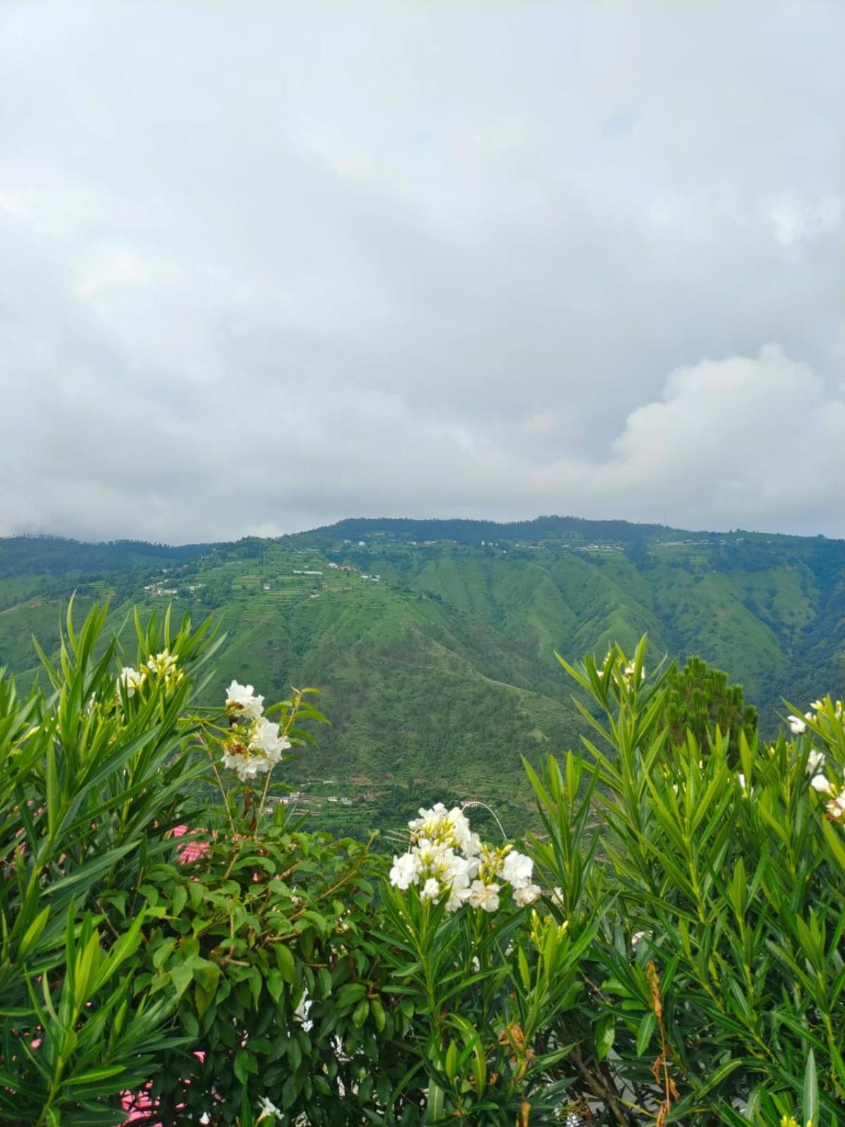 Little Heart Resort Chail ภายนอก รูปภาพ
